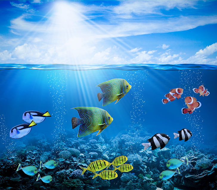 banco di pesci sfondo, sole, raggi, pesci, bolle, mondo sottomarino, sott'acqua, oceano, pesci, tropicale, barriera corallina, corallo, barriera corallina, Sfondo HD