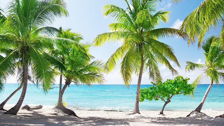 пляж, лето, лето, туризм, остров, песчаный пляж, песок, море, вода, пальма, остров Каталина, отпуск, небо, дерево, ареалы, пальма, карибский бассейн, тропики, HD обои