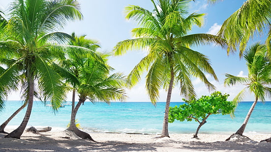 пляж, лето, лето, туризм, остров, песчаный пляж, песок, море, вода, пальма, остров Каталина, отпуск, небо, дерево, ареалы, пальма, карибский бассейн, тропики, HD обои HD wallpaper