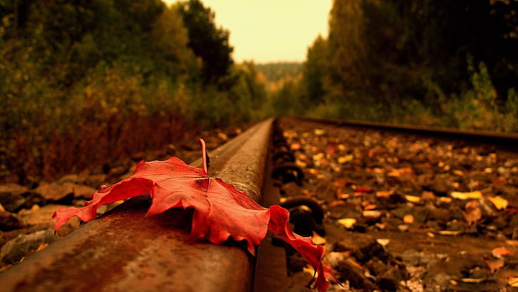붉은 단풍 잎, 갈색 말린 잎가, 나뭇잎, 철도의 얕은 초점 사진, HD 배경 화면