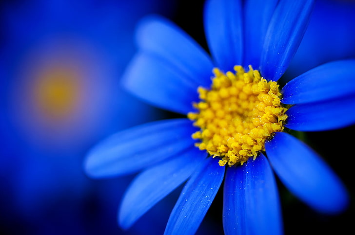 синьо маргаритка цвете, макро, цветя, сини цветя, HD тапет