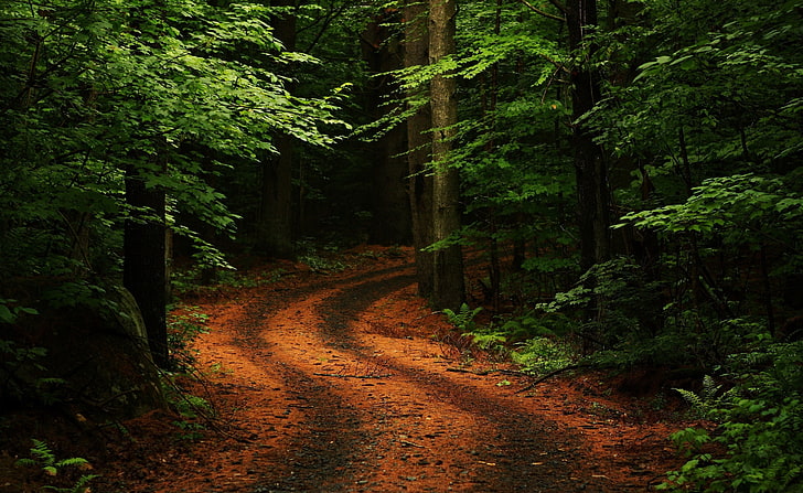 طريق غابة جميل ، طريق بني محاط بالأشجار ، طبيعة ، غابات ، جميل ، أخضر ، بني ، غابة ، مسار، خلفية HD