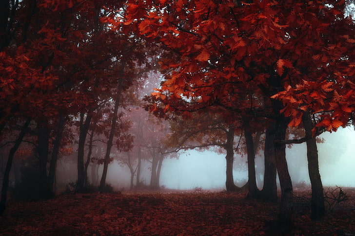 red leafed trees, photo of tree with red leaf surrounded by fog, fall, colorful, mist, trees, nature, red, HD wallpaper