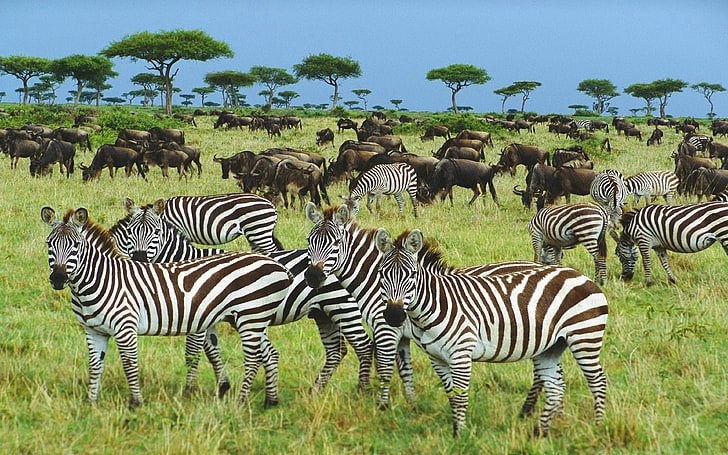 African Zebras Gnu Savannah,pasture,trees, Beautiful Hd Wallpapers For Desktop, HD wallpaper