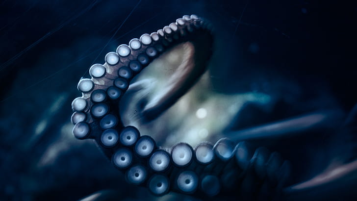 Octopus Tentacle Dark HD, animals, dark, octopus, tentacle, HD wallpaper