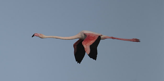 flying flamingo, Flying, flamingo, Canon EF, Extender, 2x, II, Canon EOS 5d, France, bird, camargue, geotagged, lightroom, cropped, true, oiseau, pink, nature, wildlife, animal, red, HD wallpaper HD wallpaper