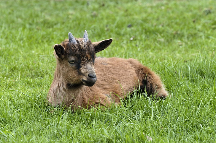 brown goat, goat, horns, grass, HD wallpaper