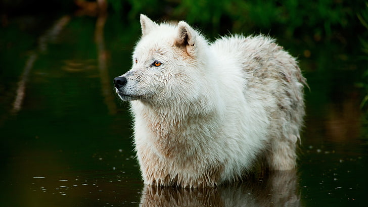 野生動物、カニスループスarctos、オオカミ、捕食者、水、野生動物、北極オオカミ、白いオオカミ、 HDデスクトップの壁紙