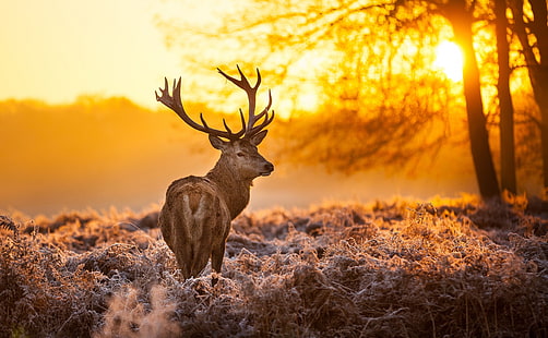 deer 4k best pic ever, HD wallpaper HD wallpaper