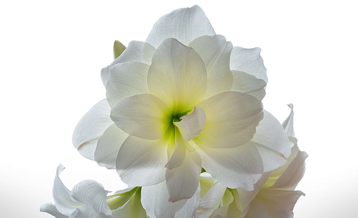 amaryllis, blooming, blossom, bulb, floral, flower, petal, plant, white, HD wallpaper