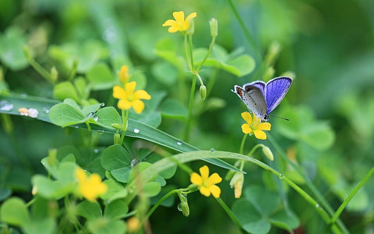 The Breath Of Spring Yellow Wildflowers And Blue Butterfly 2560×1600, HD wallpaper