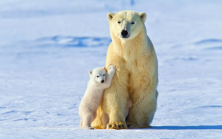 หมีขาว, ลูกหมีขั้วโลก, หมีขาว, ลูกหมีขั้วโลก, ฤดูหนาว, หิมะ, แสง, วอลล์เปเปอร์ HD