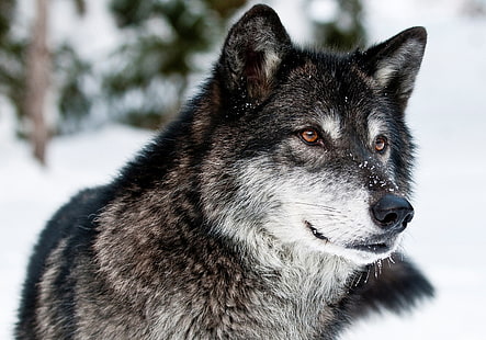 czarno-biały wilk, wilk, drapieżnik, twarz, oczy, Tapety HD HD wallpaper