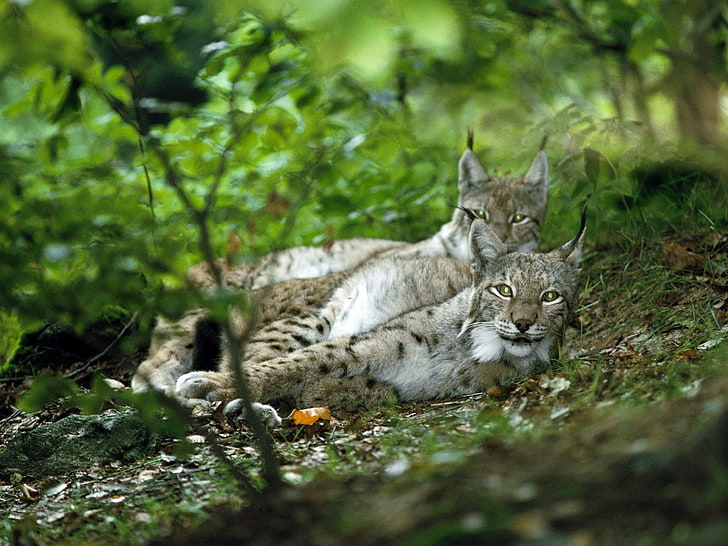 dos gatos salvajes grises y negros, bosque, mirada, pareja, lince, Fondo de pantalla HD