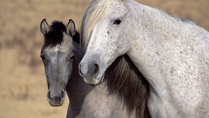 Two Horses, two grey and white horses, horses, grenadier, look, animals, HD wallpaper