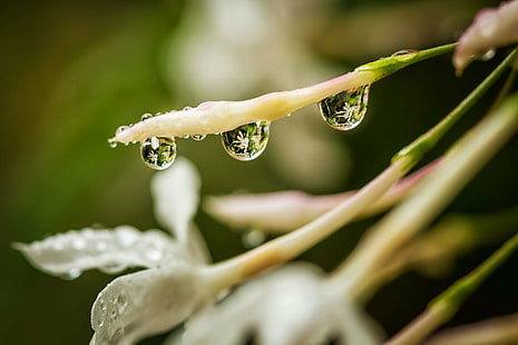 selective focus photography of water dew, After the rain, Explored, selective focus, photography, water, dew, agua, drop, gota, nature, flor, flower, wet, refraction, lluvia, close-up, plant, macro, freshness, leaf, green Color, raindrop, rain, HD wallpaper HD wallpaper