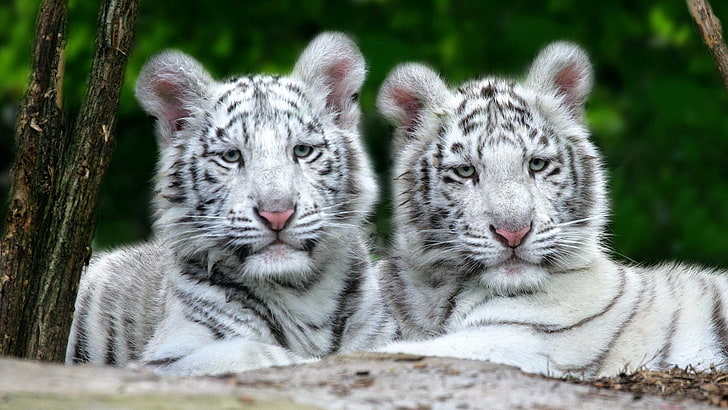 two white tigers, tigers, couple, albino, striped, predator, lie, HD wallpaper