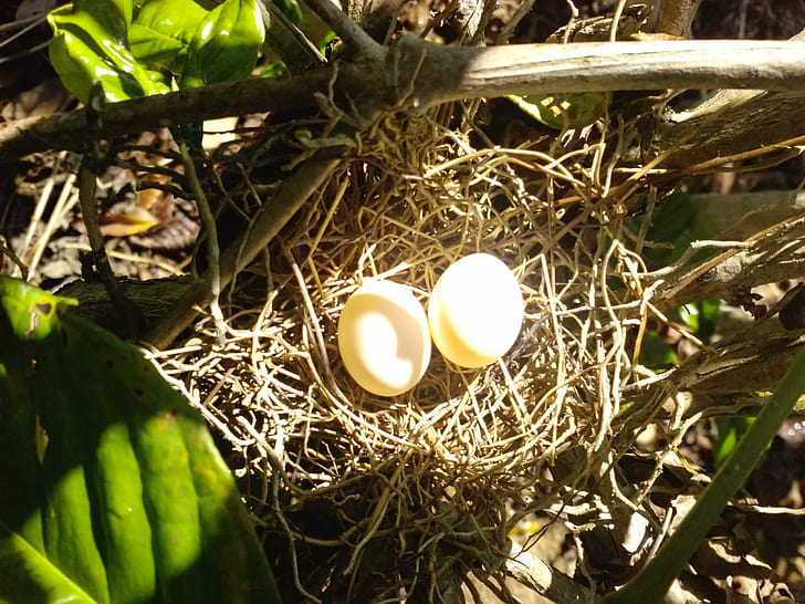 Animal яйцо. Птичьи яйца. Необычные птичьи яйца. Яйцо в природе. Animal Egg.