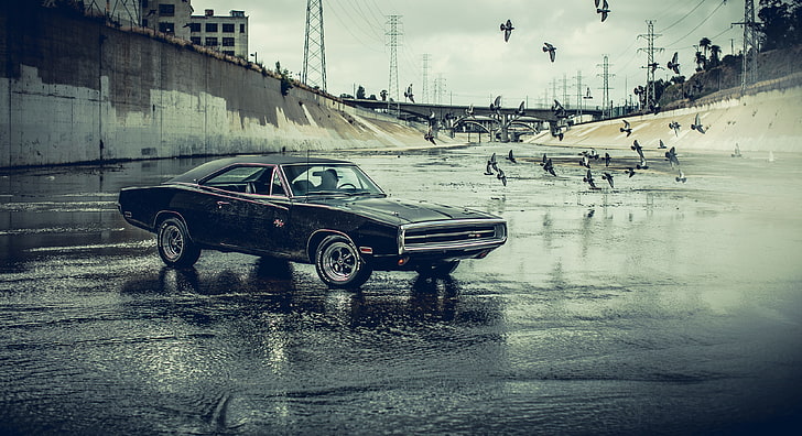 black coupe, Dodge Charger, car, water, birds, black cars, HD wallpaper