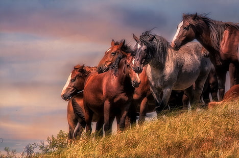 fotografi, djur, häst, HD tapet HD wallpaper
