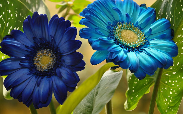 Цветя HD, две сини венчелистчета, природа, цветя, HD тапет