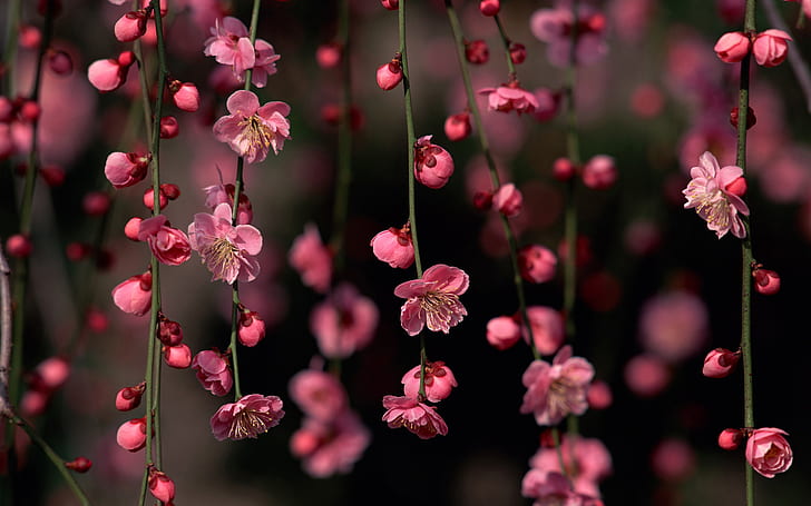 Flower Macro HD, pink petaled flowers, nature, flower, macro, HD wallpaper