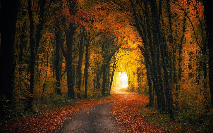 pathway beside trees painting, photo of road in the middle of tall trees, nature, landscape, fall, road, forest, leaves, shrubs, sunlight, trees, tunnel, dirtroad, orange, yellow, HD wallpaper