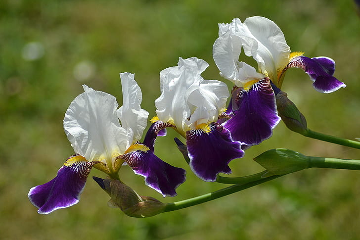 Flores, Iris, Desenfoque, Flor, Naturaleza, Flor morada, Flor blanca, Fondo de pantalla HD