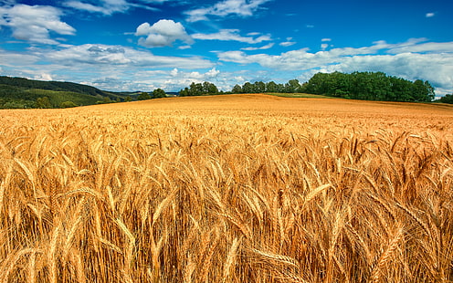 campo de trigo, trigo, campo, floresta, o céu, nuvens, árvores, orelhas, HD papel de parede HD wallpaper
