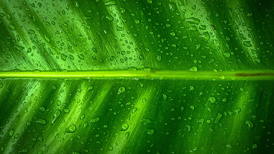 зеленый лист, грин, роса, влага, лист, капля, макро фотография, крупный план, банановый лист, HD обои HD wallpaper
