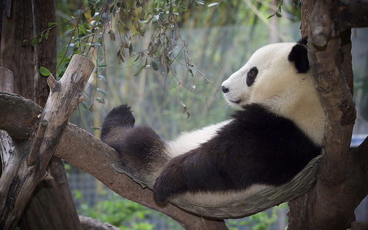 Panda relaxation, rest, tree, Panda, Relaxation, Rest, Tree, HD wallpaper