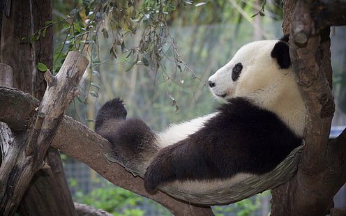 Panda relaxation, rest, tree, Panda, Relaxation, Rest, Tree, HD wallpaper HD wallpaper