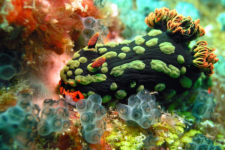 nudibranchia underwater sea anemones sea, HD wallpaper