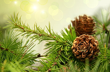 brown pine cone, needles, spruce, branch, bumps, HD wallpaper HD wallpaper
