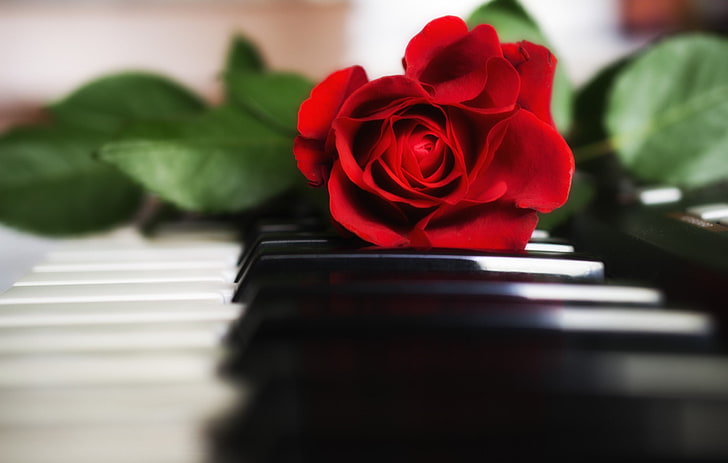 赤いバラの花 バラ キー ピアノ 赤 Hdデスクトップの壁紙 Wallpaperbetter