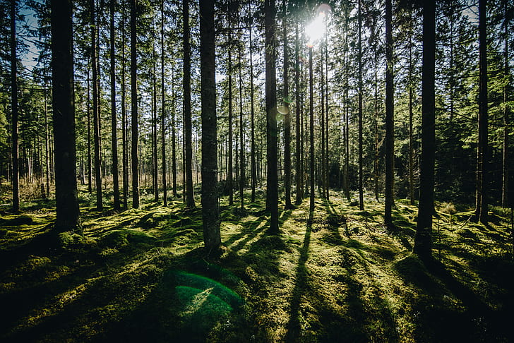 hutan, hijau, sinar matahari, pohon, alam, Wallpaper HD