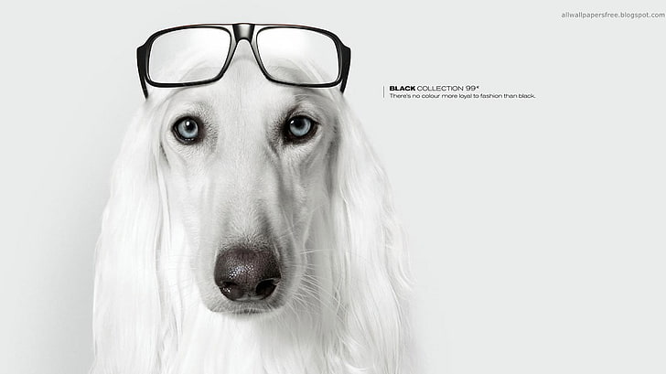 potret anjing Afghan putih dewasa, karya seni, anjing, kacamata, komersial, Wallpaper HD