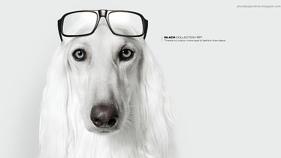 adult white Afghan hound portrait, artwork, dog, glasses, commercial, HD wallpaper HD wallpaper