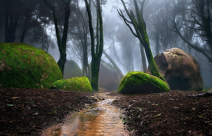 Nature, Portugal, Forest, Mist, Path, Moss, Trees, Water, Creeks, nature, portugal, forest, mist, path, moss, trees, water, creeks, 1200x768, HD wallpaper
