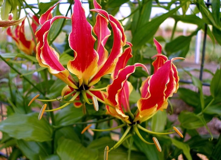 red-and-yellow petaled flowers, gloriosa, flower, licentious, stamens, close-up, HD wallpaper