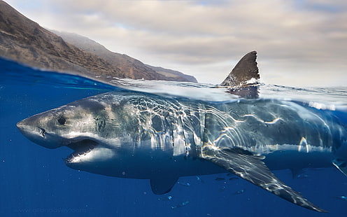 gray shark, Great White Shark, shark, HD wallpaper HD wallpaper