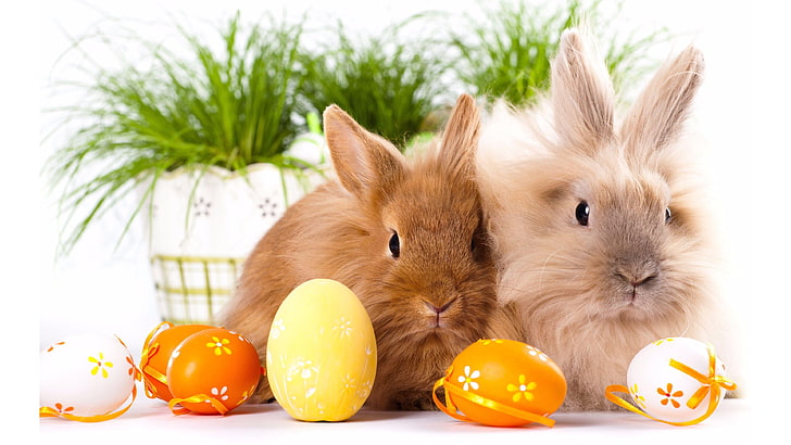Великден, зайче, заек, великденски яйца, зайчета, HD тапет