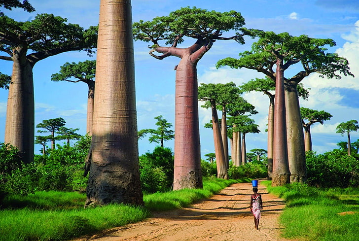 Ağaçlar, Baobab Ağacı, HD masaüstü duvar kağıdı