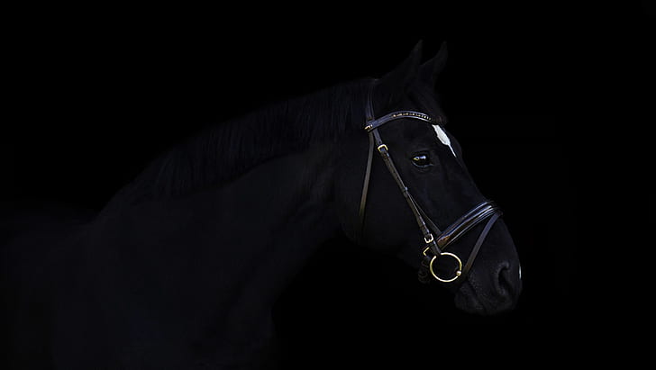 gelap, kuda, binatang, Wallpaper HD