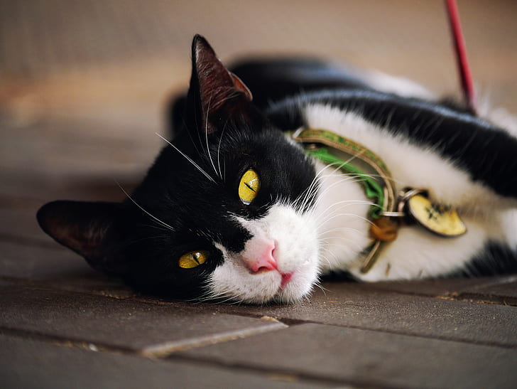 черно-бяла кожена котка, лежаща на пода, черно-бяла, козина, котка, под, GX1, Lumix, Panasonic, домашна котка, домашни любимци, животно, сладко, котешко, бозайник, коте, домашни животни, HD тапет