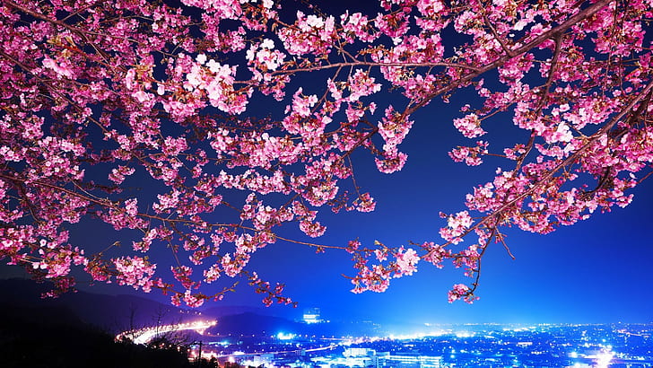 cityscape, night view, blue, flowers, city, night, Tokyo, cherry blossom, trees, HD wallpaper