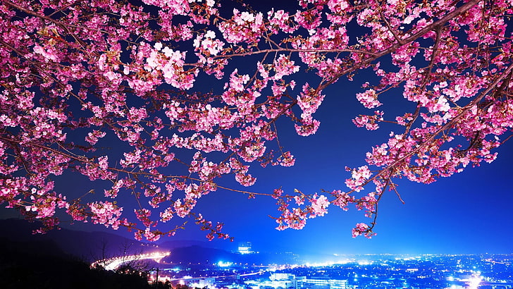 розов черешов цвят, снимка на розово черешово дърво \, цветя, градски пейзаж, Токио, черешов цвят, нощ, синьо, дървета, град, нощен изглед, HD тапет