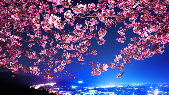 розов черешов цвят, снимка на розово черешово дърво \, цветя, градски пейзаж, Токио, черешов цвят, нощ, синьо, дървета, град, нощен изглед, HD тапет HD wallpaper