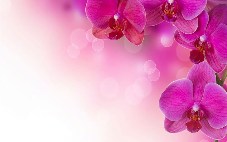 Orchid Flower Petals Ultra Hd Desktop 2560×1600, HD wallpaper