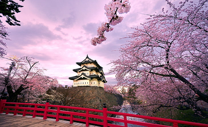 Bunga Sakura, Jepang, rumah putih dan hitam, Asia, Jepang, Perjalanan, Cantik, Musim Semi, Ceri, Bunga, Pohon, Kastil, Musim, Mekar, bunga merah muda, Wallpaper HD